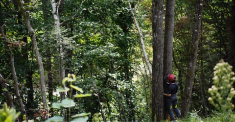 Abattage d'arbre en foret.