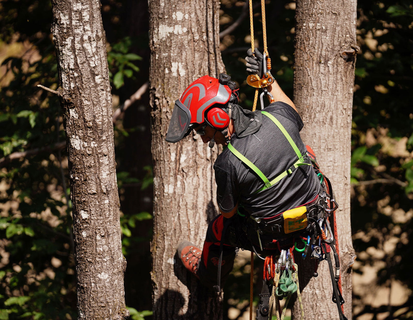 Arboriste dans un arbre.