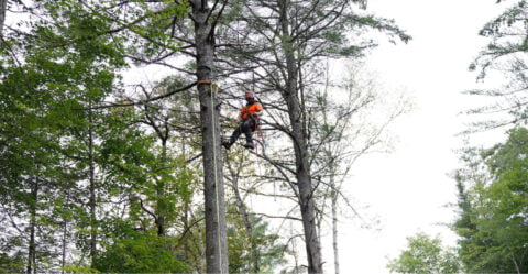 Arboriste procedant a l'elagage d'un arbre.