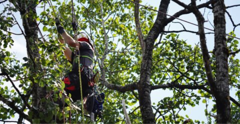 Arboriste mettant en place un systeme d'haubanage.
