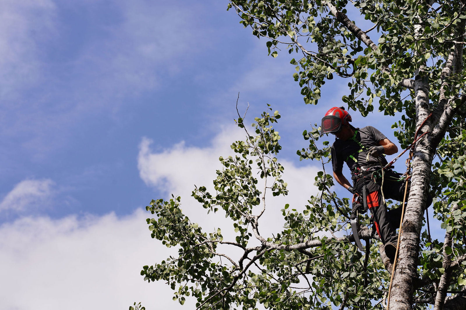 Arboriste grimpeur a la cime d'un arbre.